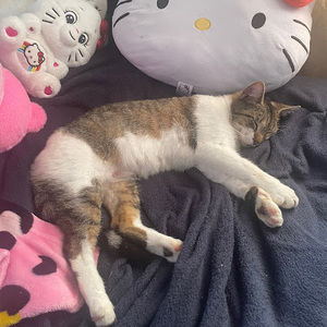 Meet your Posher, Lovely